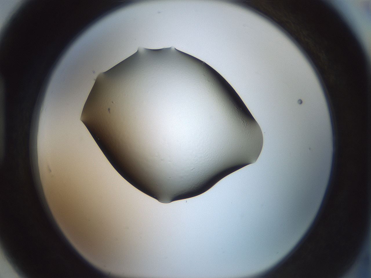 folderID230_plateID1230_batchID3779_wellNum91_profileID1_d1_r70298_ef.jpg