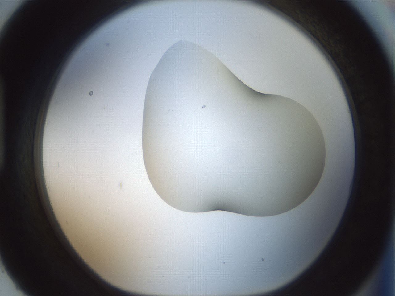 folderID230_plateID1230_batchID3779_wellNum93_profileID1_d1_r70300_ef.jpg