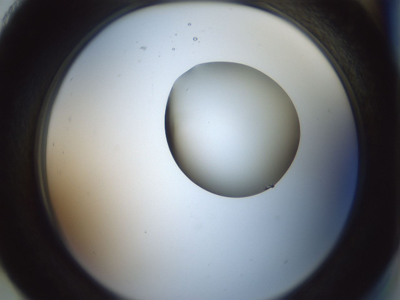 folderID230_plateID1230_batchID3779_wellNum93_profileID1_d2_r71742_ef.jpg