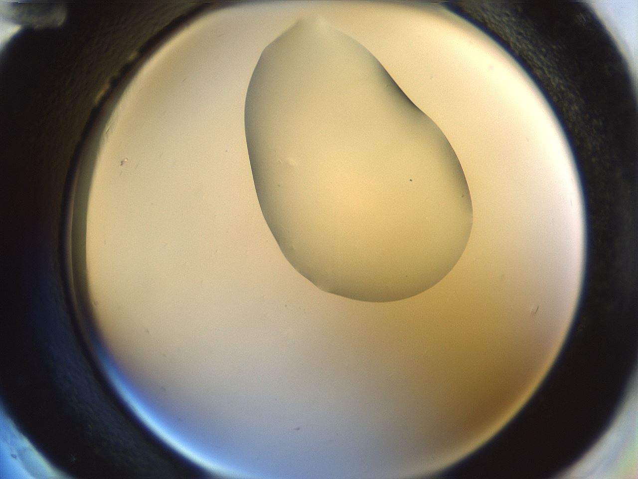 folderID230_plateID1230_batchID3779_wellNum96_profileID1_d2_r71745_ef.jpg