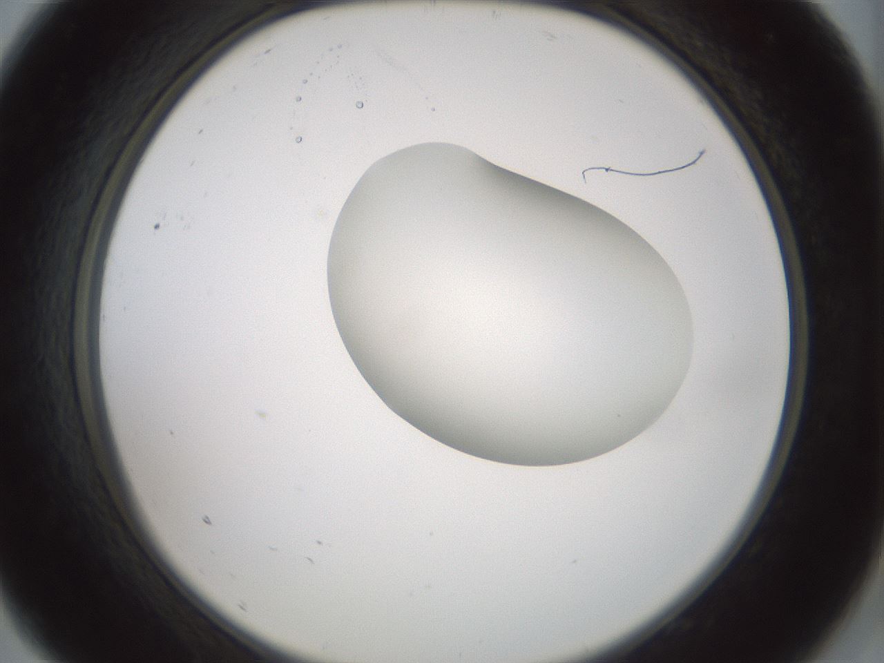 folderID230_plateID1230_batchID3779_wellNum9_profileID1_d2_r71658_ef.jpg