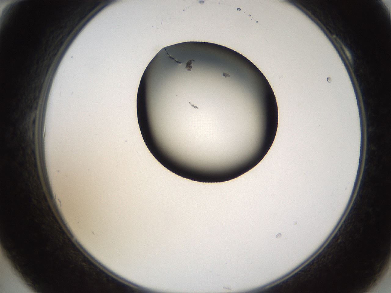 folderID231_plateID1231_batchID3778_wellNum10_profileID1_d2_r71755_ef.jpg