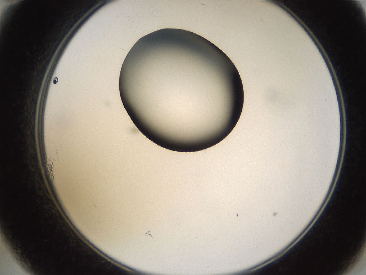 folderID231_plateID1231_batchID3778_wellNum11_profileID1_d2_r71756_ef.jpg