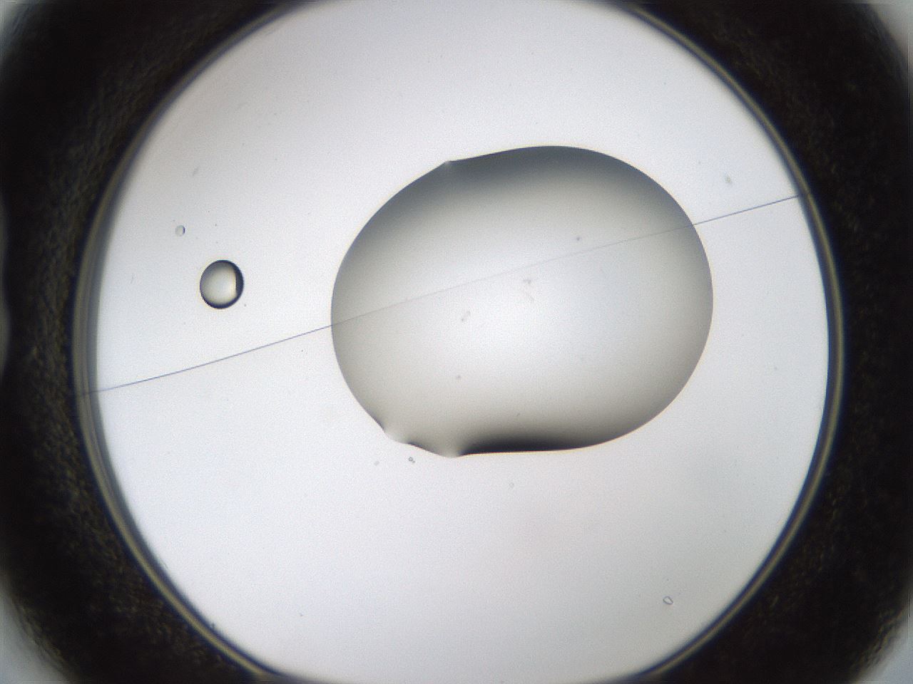 folderID231_plateID1231_batchID3778_wellNum13_profileID1_d1_r70124_ef.jpg