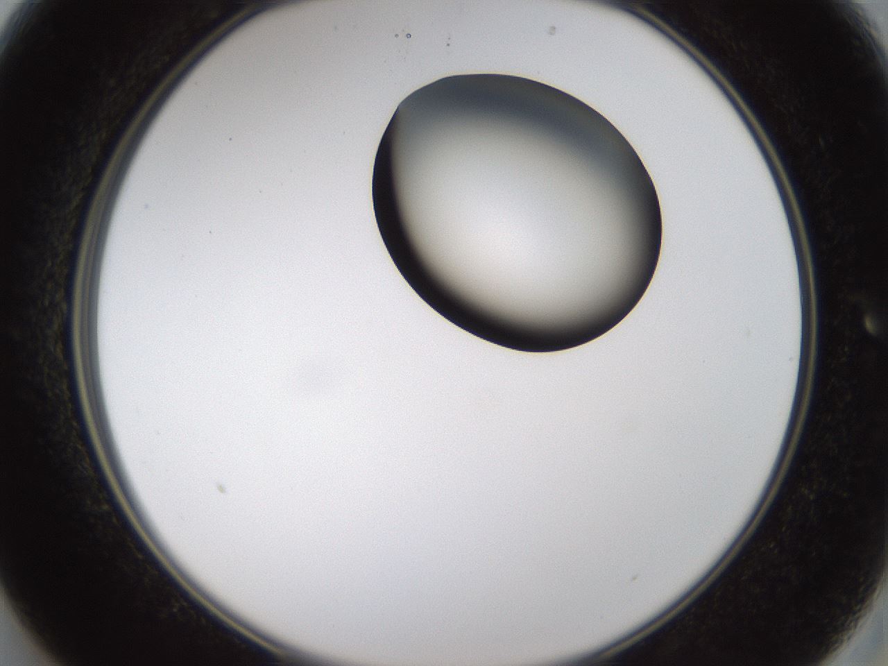 folderID231_plateID1231_batchID3778_wellNum13_profileID1_d2_r71758_ef.jpg