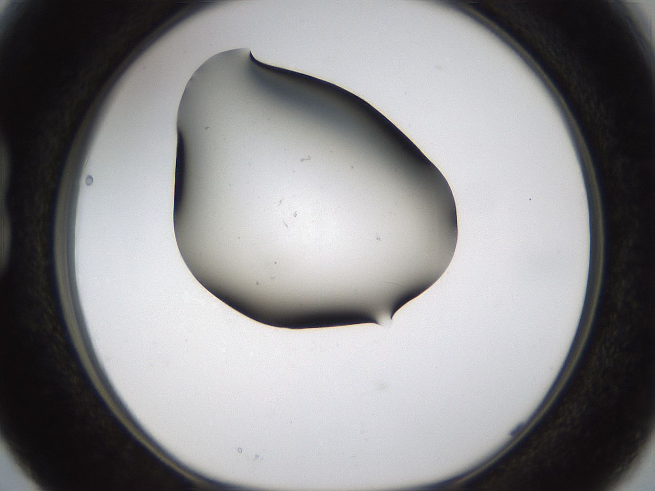 folderID231_plateID1231_batchID3778_wellNum15_profileID1_d1_r70126_ef.jpg