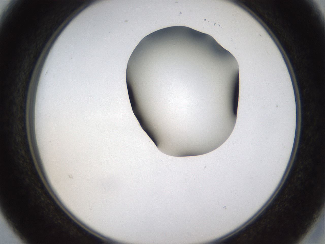 folderID231_plateID1231_batchID3778_wellNum15_profileID1_d2_r71760_ef.jpg