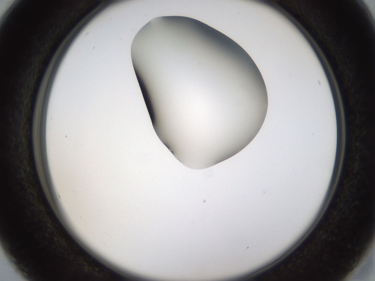 folderID231_plateID1231_batchID3778_wellNum16_profileID1_d2_r71761_ef.jpg