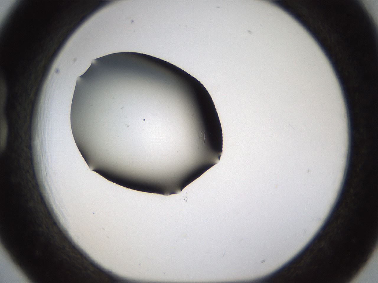 folderID231_plateID1231_batchID3778_wellNum18_profileID1_d1_r70129_ef.jpg