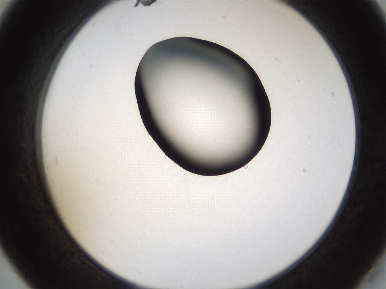 folderID231_plateID1231_batchID3778_wellNum19_profileID1_d2_r71764_ef.jpg
