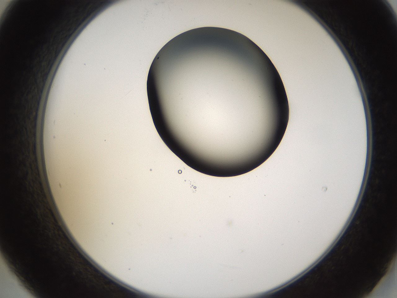 folderID231_plateID1231_batchID3778_wellNum21_profileID1_d2_r71766_ef.jpg