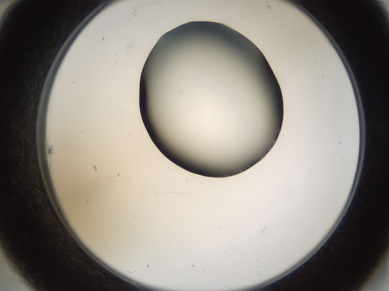 folderID231_plateID1231_batchID3778_wellNum22_profileID1_d2_r71767_ef.jpg