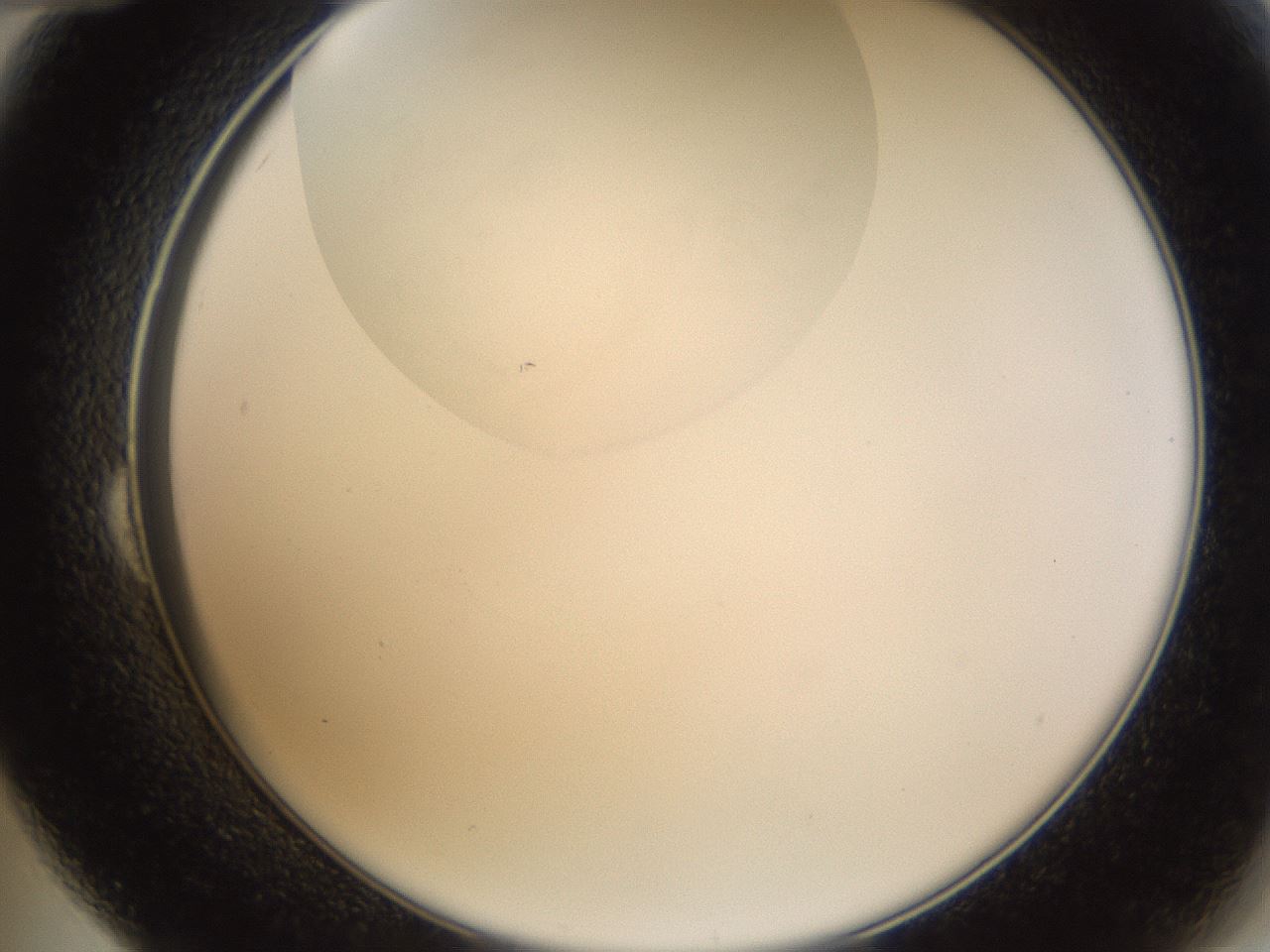 folderID231_plateID1231_batchID3778_wellNum24_profileID1_d2_r71769_ef.jpg