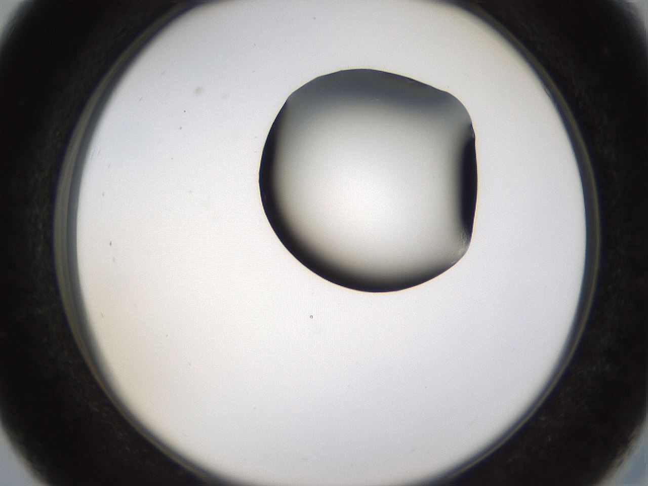 folderID231_plateID1231_batchID3778_wellNum27_profileID1_d2_r71772_ef.jpg