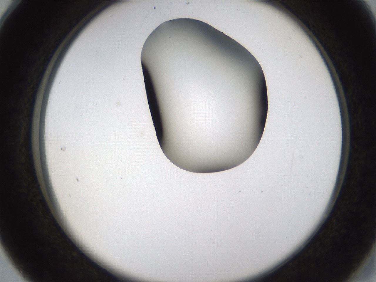 folderID231_plateID1231_batchID3778_wellNum28_profileID1_d2_r71773_ef.jpg