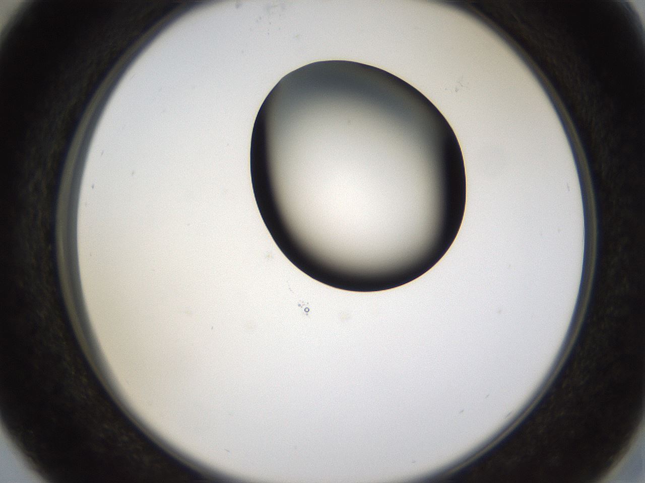 folderID231_plateID1231_batchID3778_wellNum29_profileID1_d2_r71774_ef.jpg