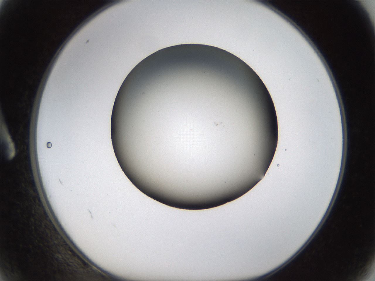 folderID231_plateID1231_batchID3778_wellNum2_profileID1_d1_r70113_ef.jpg