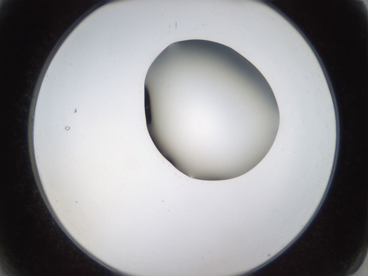 folderID231_plateID1231_batchID3778_wellNum2_profileID1_d2_r71747_ef.jpg