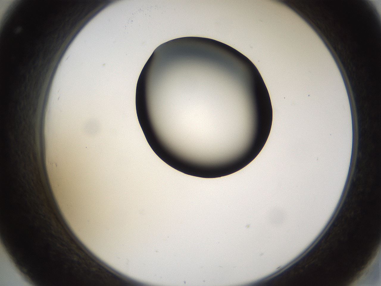 folderID231_plateID1231_batchID3778_wellNum32_profileID1_d2_r71777_ef.jpg