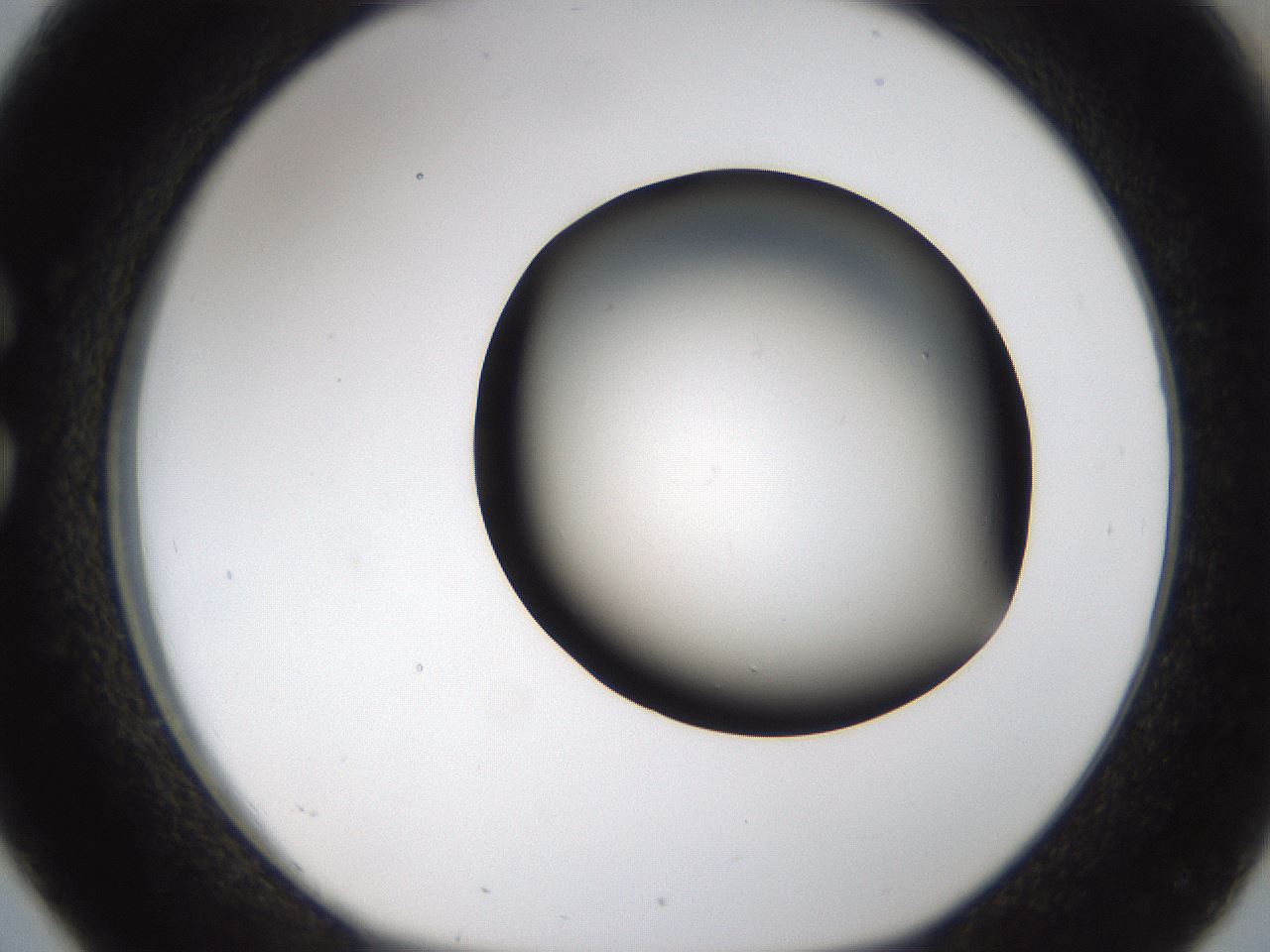 folderID231_plateID1231_batchID3778_wellNum26_profileID1_d1_r70137_ef.jpg