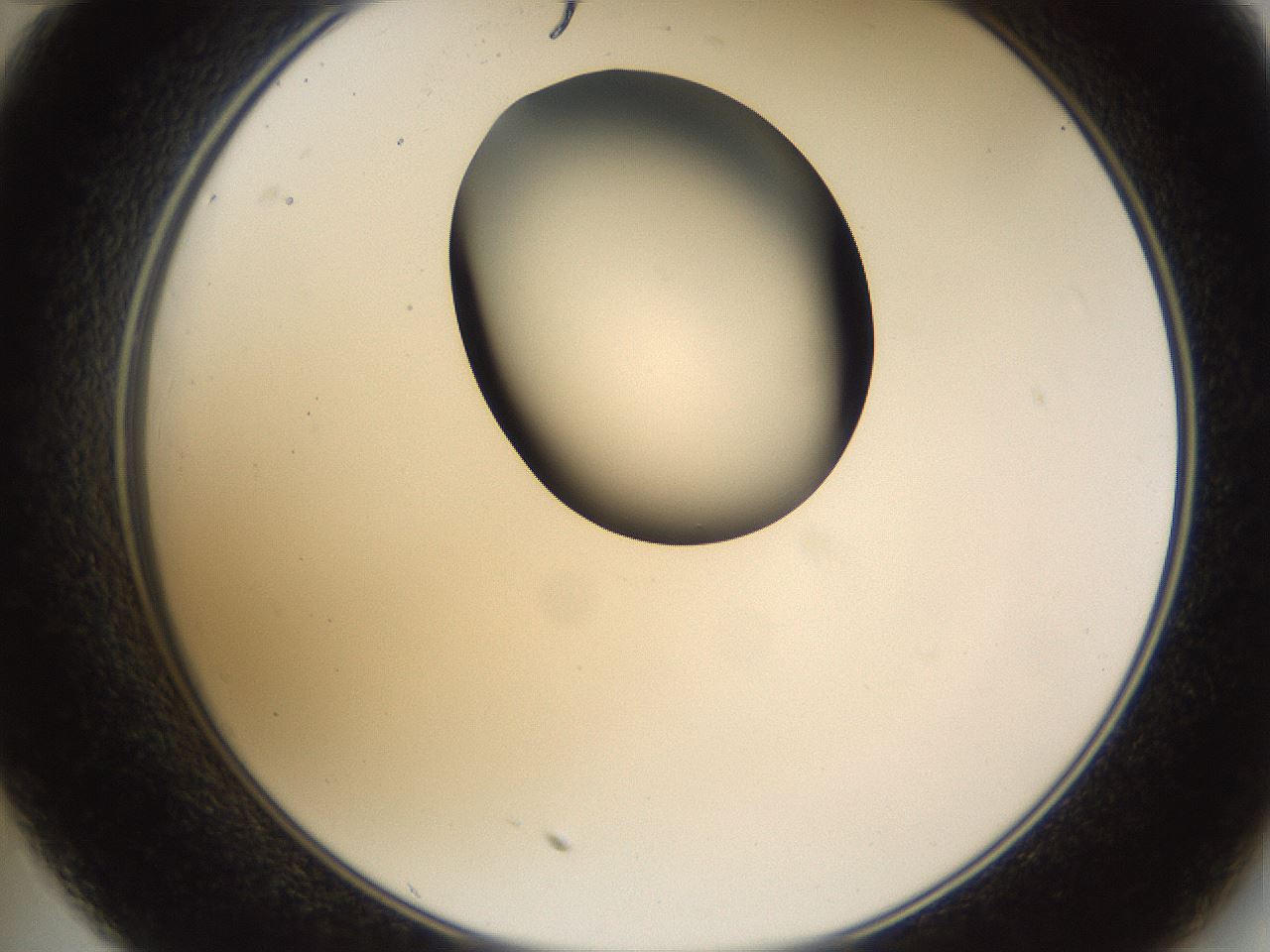 folderID231_plateID1231_batchID3778_wellNum35_profileID1_d2_r71780_ef.jpg