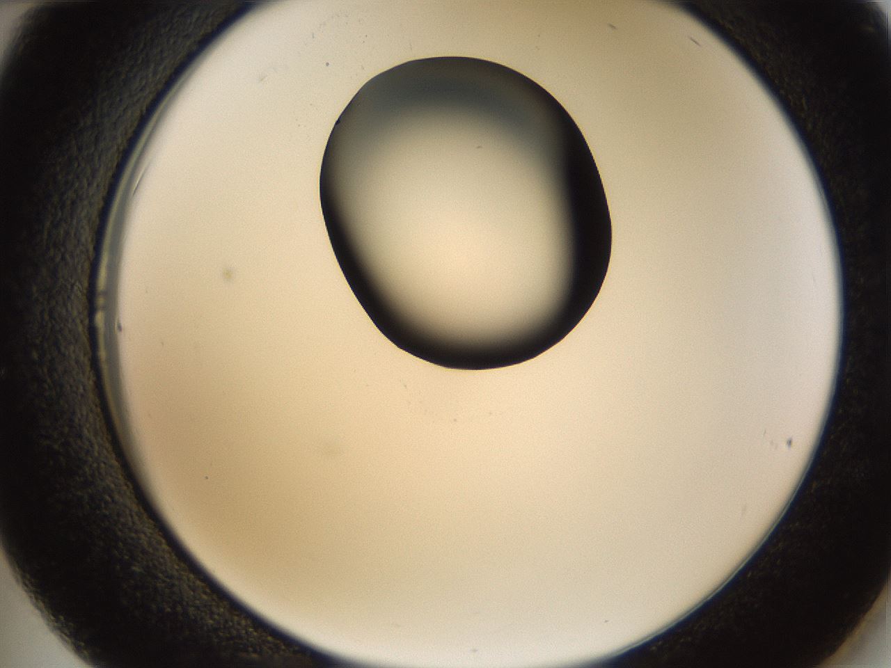 folderID231_plateID1231_batchID3778_wellNum36_profileID1_d2_r71781_ef.jpg
