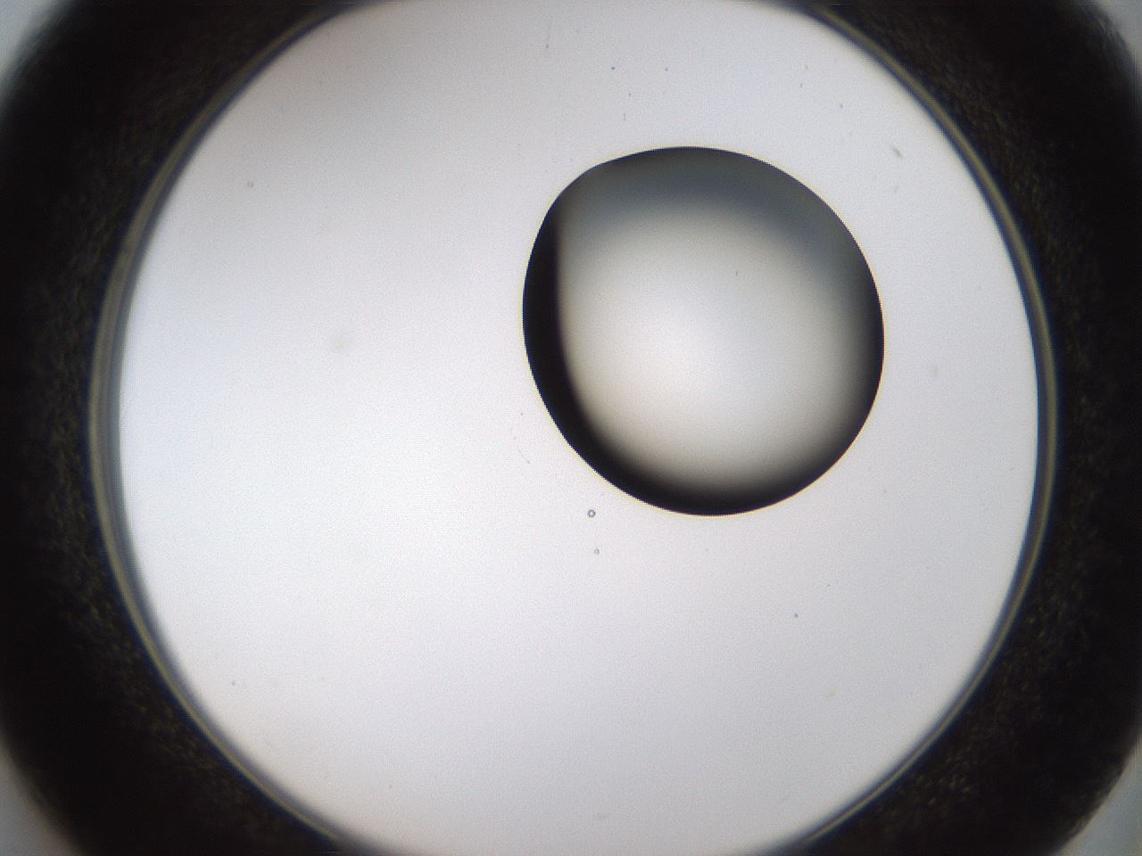 folderID231_plateID1231_batchID3778_wellNum37_profileID1_d2_r71782_ef.jpg