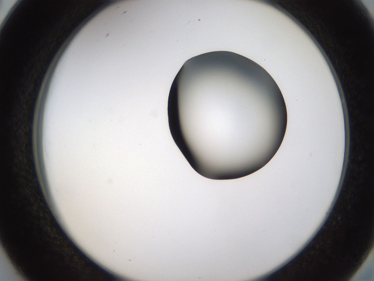 folderID231_plateID1231_batchID3778_wellNum38_profileID1_d2_r71783_ef.jpg