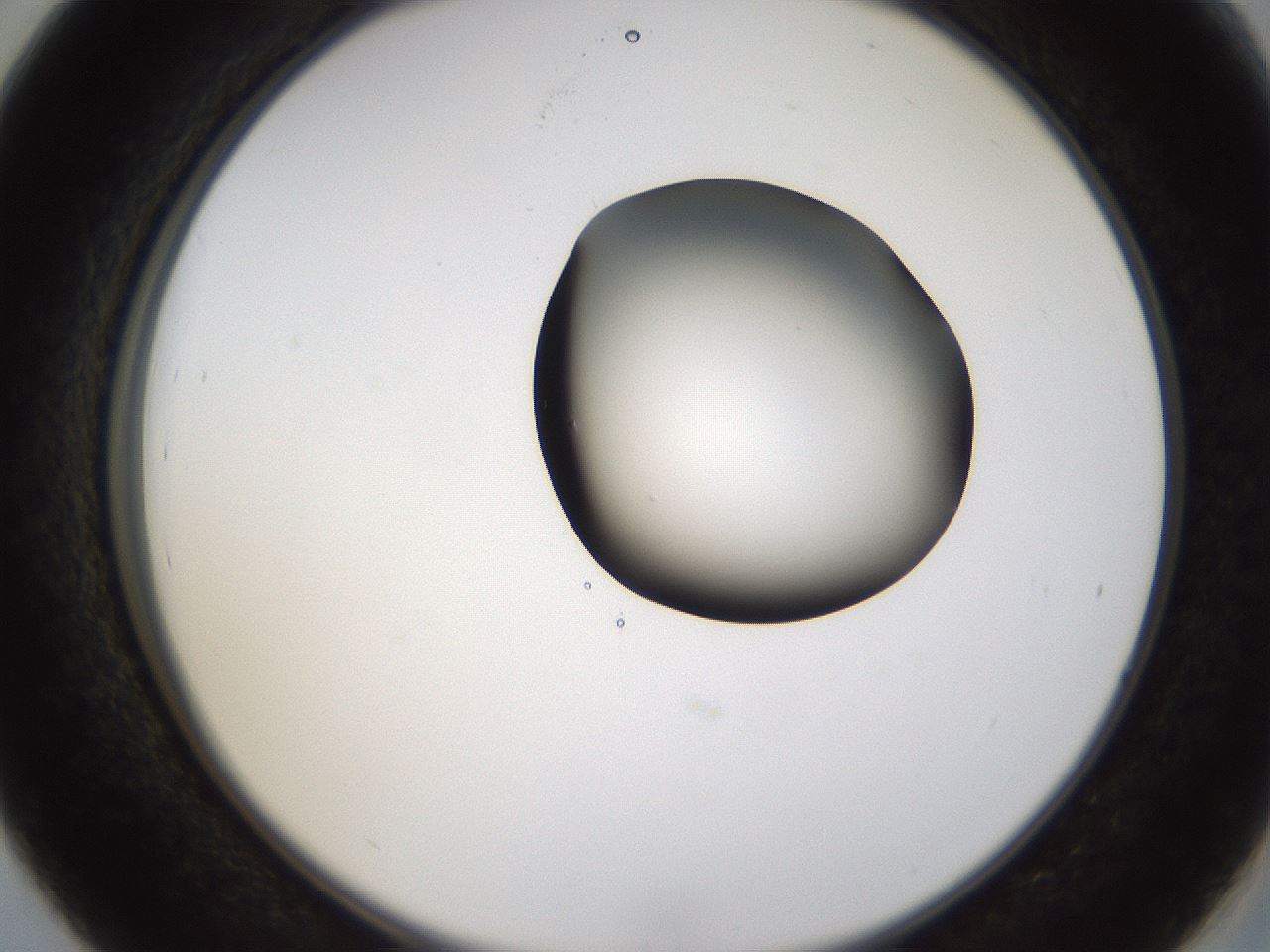 folderID231_plateID1231_batchID3778_wellNum39_profileID1_d2_r71784_ef.jpg