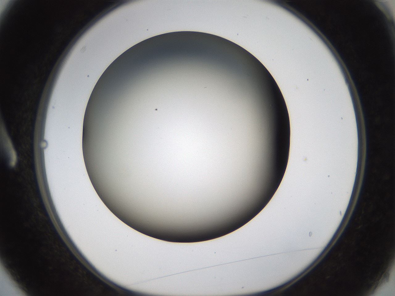 folderID231_plateID1231_batchID3778_wellNum3_profileID1_d1_r70114_ef.jpg