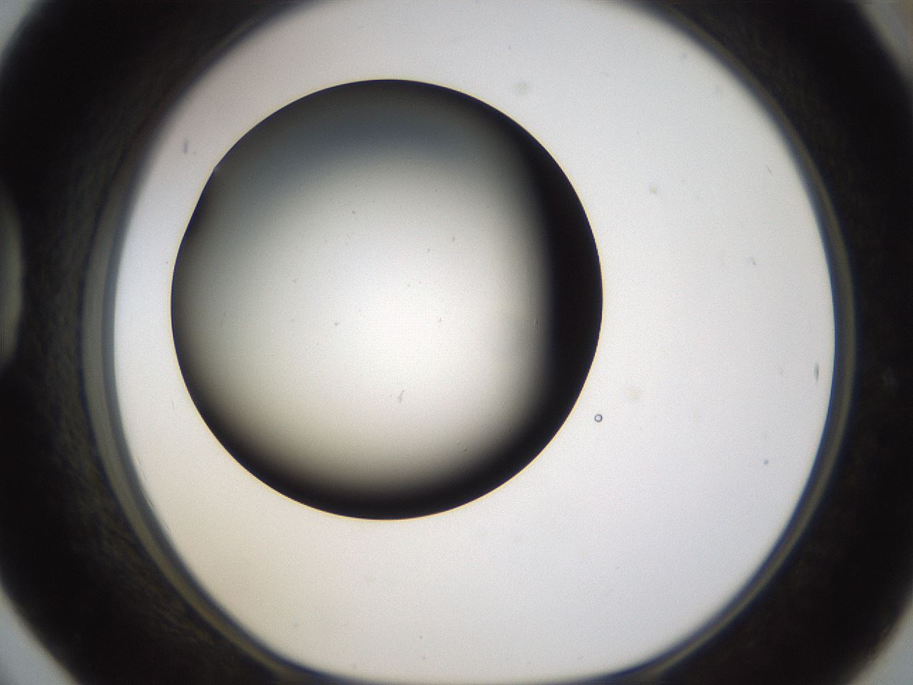 folderID231_plateID1231_batchID3778_wellNum42_profileID1_d1_r70153_ef.jpg