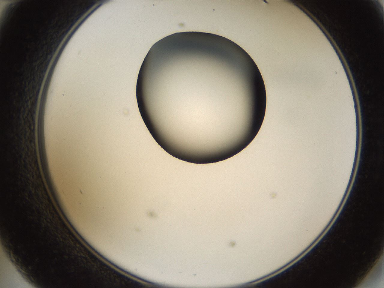 folderID231_plateID1231_batchID3778_wellNum47_profileID1_d2_r71792_ef.jpg
