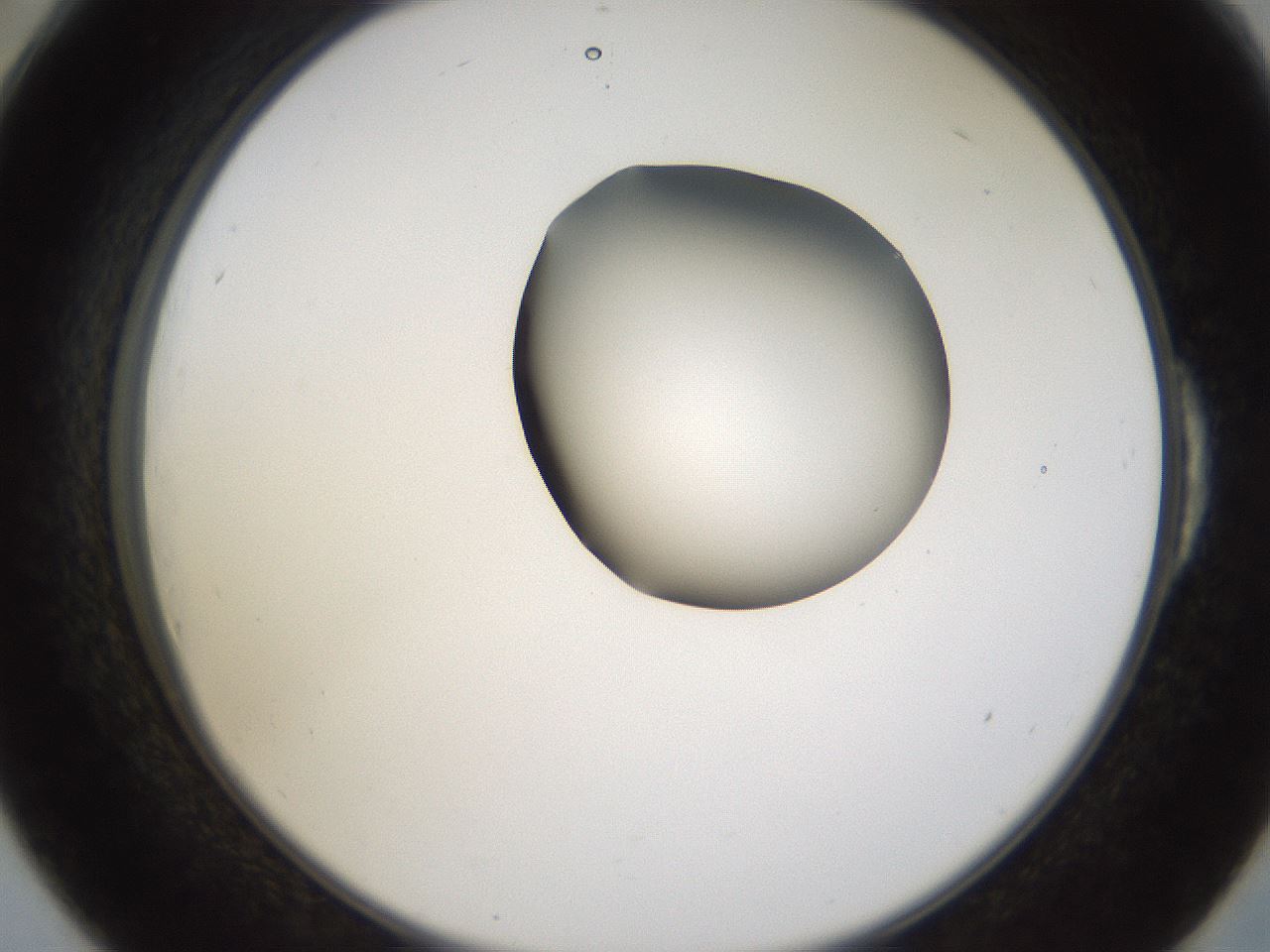 folderID231_plateID1231_batchID3778_wellNum54_profileID1_d2_r71799_ef.jpg