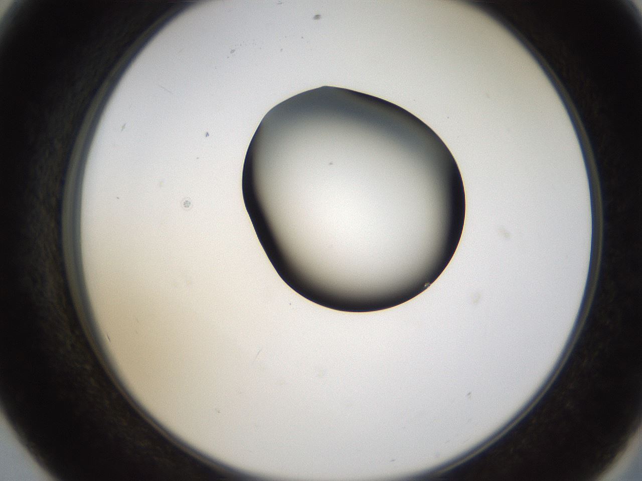 folderID231_plateID1231_batchID3778_wellNum56_profileID1_d2_r71801_ef.jpg