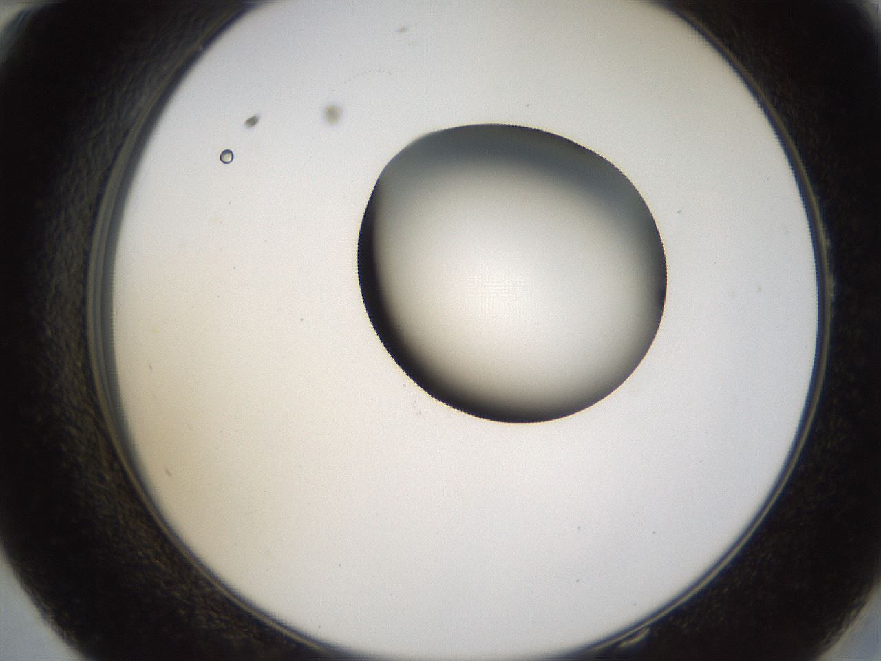 folderID231_plateID1231_batchID3778_wellNum58_profileID1_d2_r71803_ef.jpg