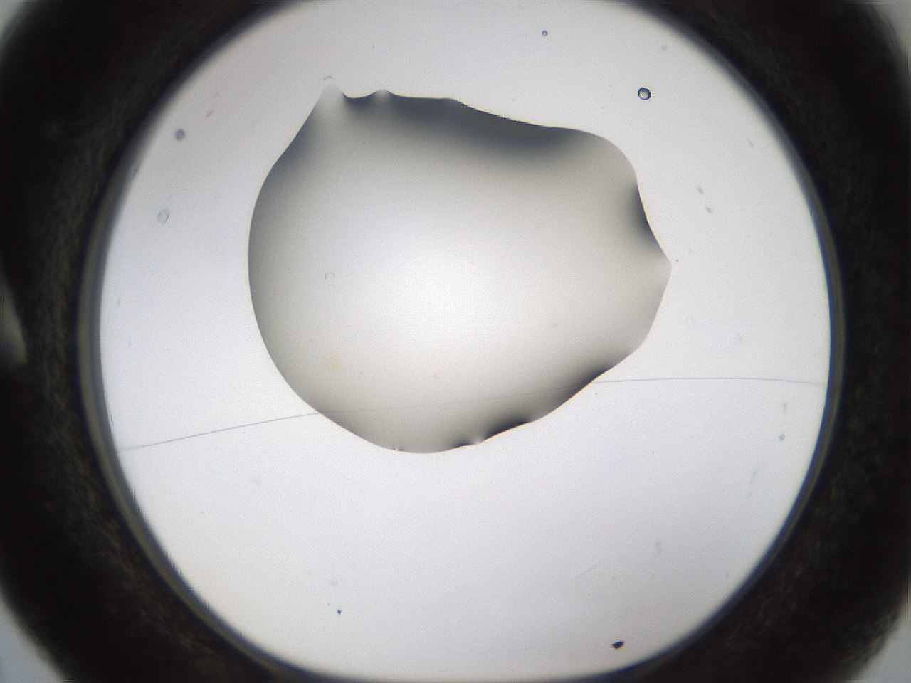 folderID231_plateID1231_batchID3778_wellNum5_profileID1_d1_r70116_ef.jpg