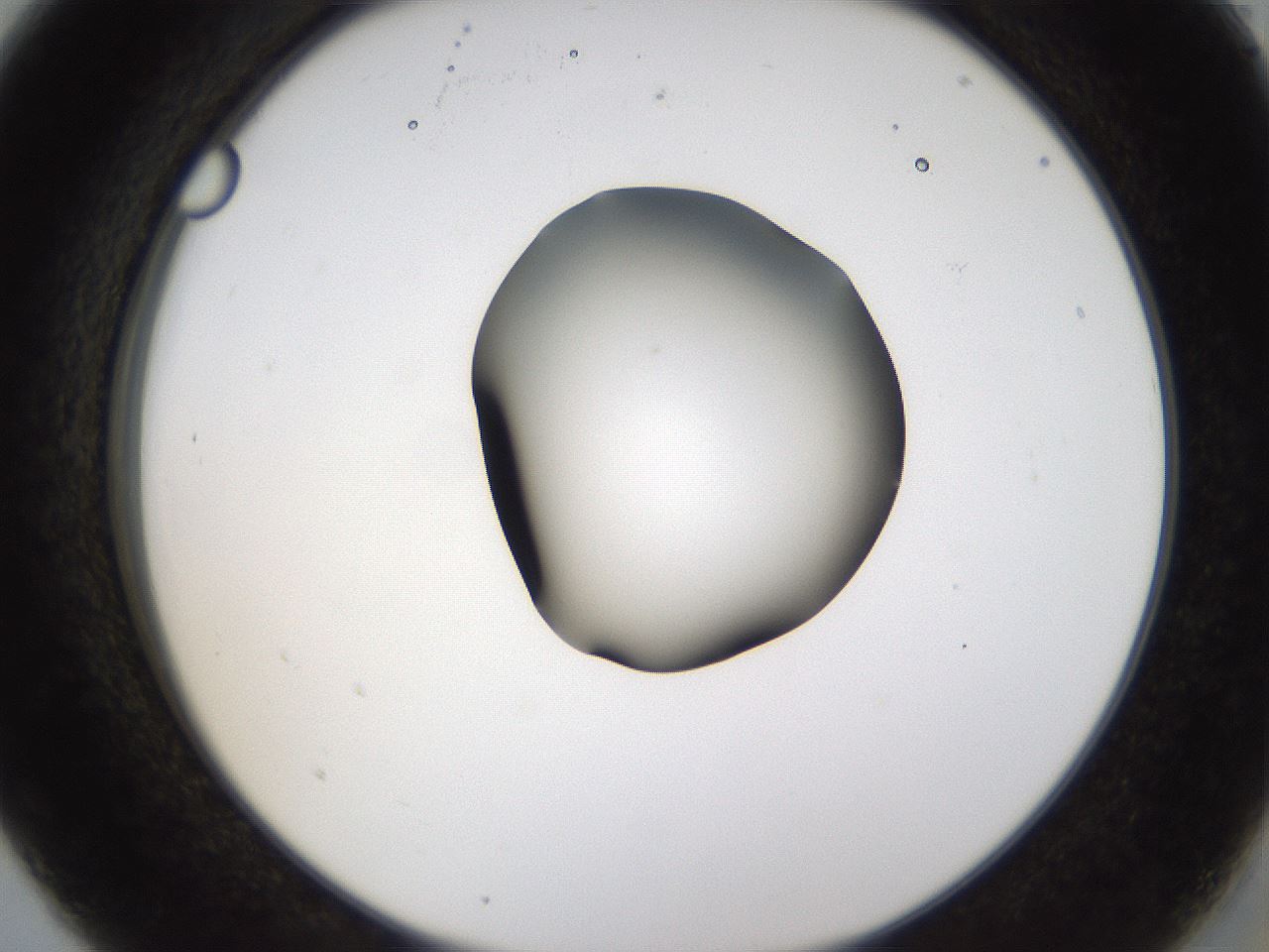 folderID231_plateID1231_batchID3778_wellNum5_profileID1_d2_r71750_ef.jpg