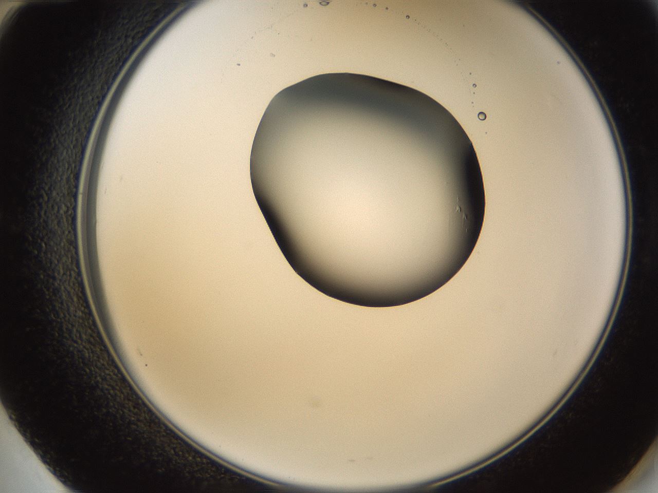 folderID231_plateID1231_batchID3778_wellNum60_profileID1_d2_r71805_ef.jpg