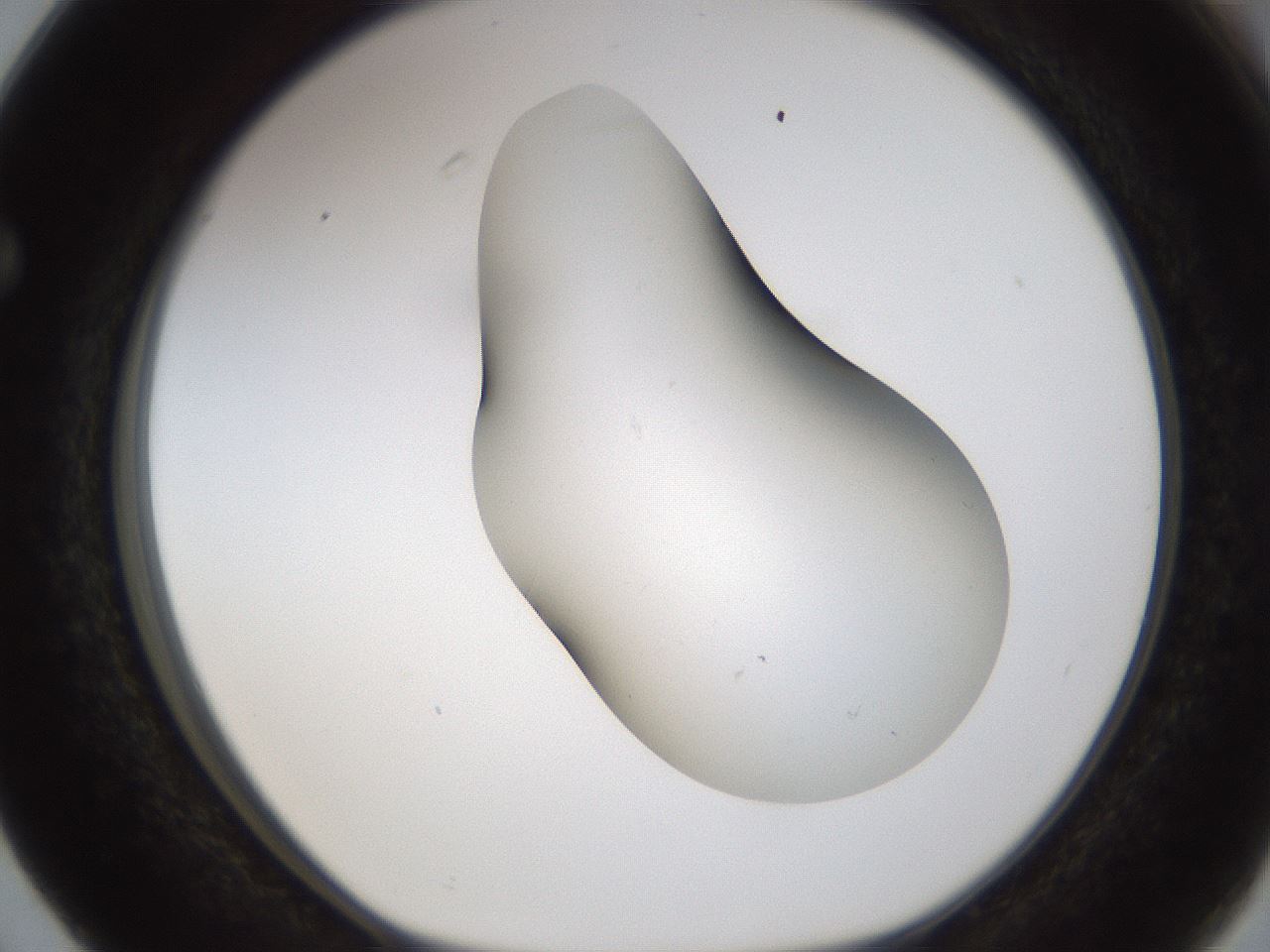 folderID231_plateID1231_batchID3778_wellNum63_profileID1_d1_r70174_ef.jpg