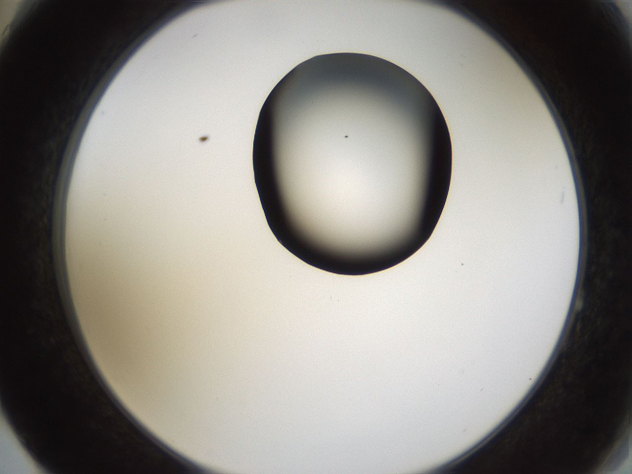 folderID231_plateID1231_batchID3778_wellNum64_profileID1_d2_r71809_ef.jpg