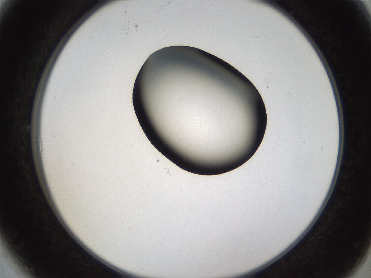 folderID231_plateID1231_batchID3778_wellNum6_profileID1_d2_r71751_ef.jpg