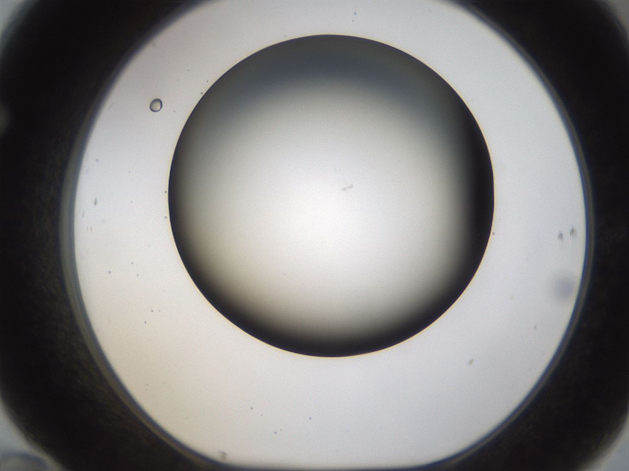 folderID231_plateID1231_batchID3778_wellNum70_profileID1_d1_r70181_ef.jpg