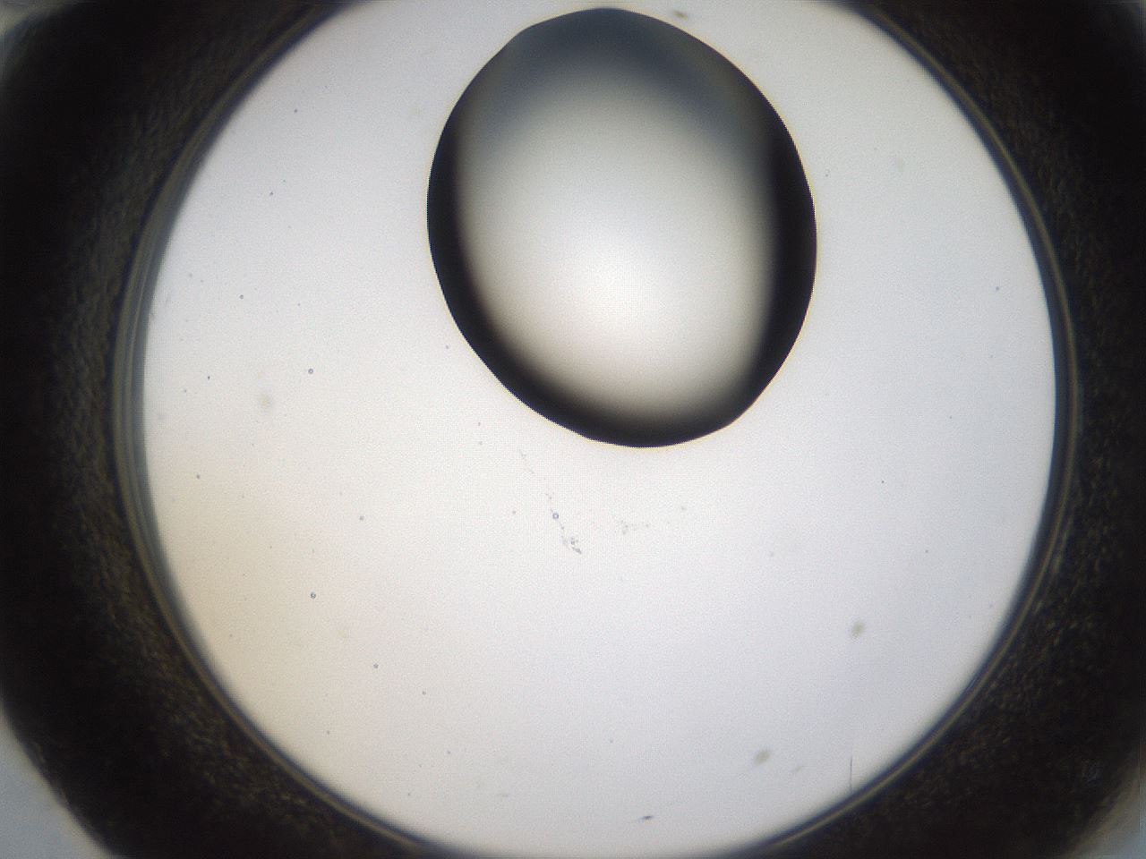 folderID231_plateID1231_batchID3778_wellNum70_profileID1_d2_r71815_ef.jpg