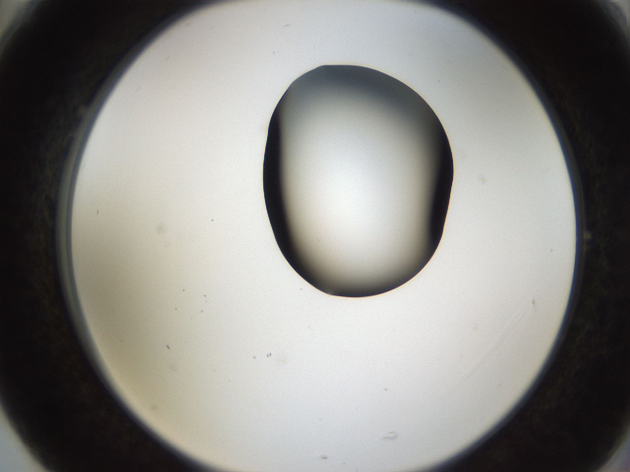 folderID231_plateID1231_batchID3778_wellNum77_profileID1_d2_r71822_ef.jpg