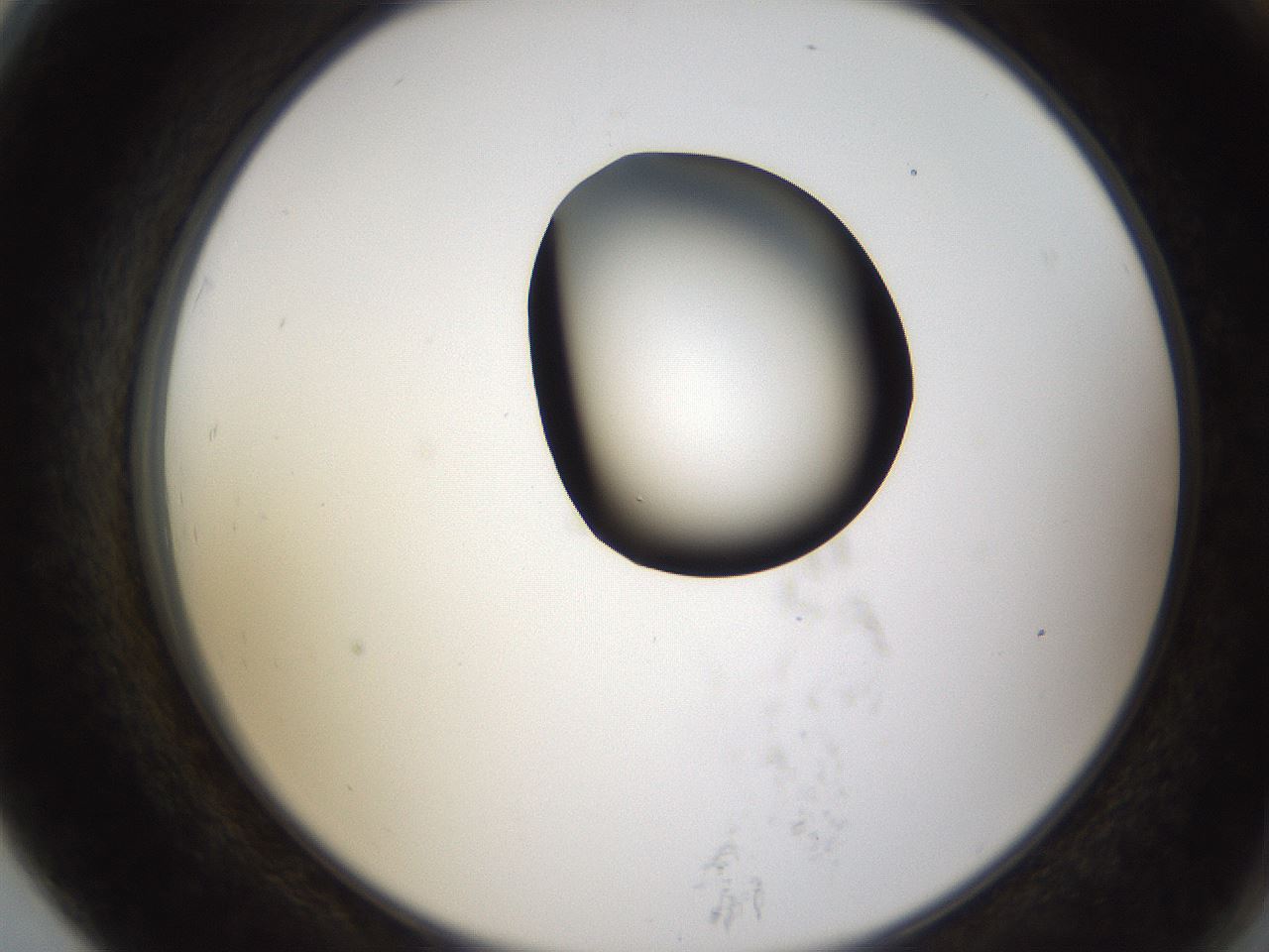 folderID231_plateID1231_batchID3778_wellNum79_profileID1_d2_r71824_ef.jpg