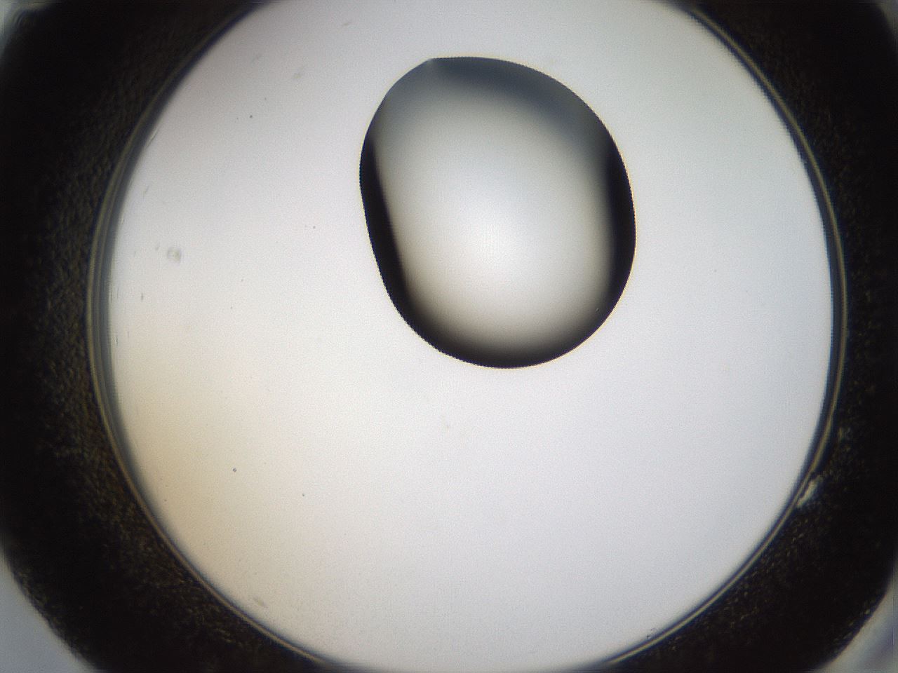 folderID231_plateID1231_batchID3778_wellNum83_profileID1_d2_r71828_ef.jpg