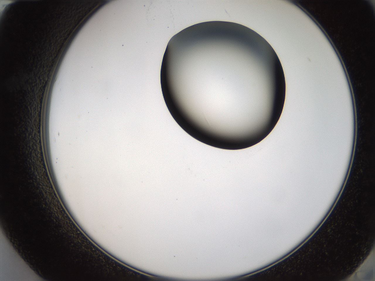 folderID231_plateID1231_batchID3778_wellNum84_profileID1_d2_r71829_ef.jpg