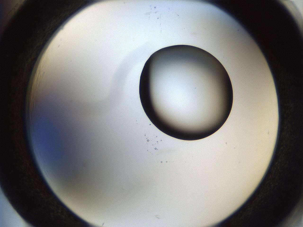 folderID231_plateID1231_batchID3778_wellNum85_profileID1_d2_r71830_ef.jpg
