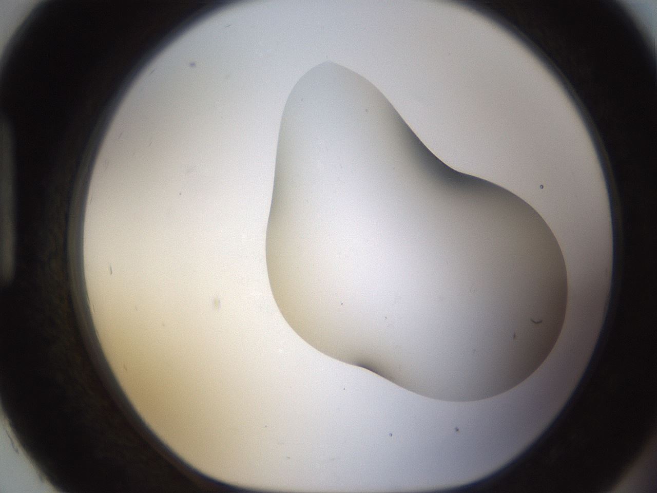 folderID231_plateID1231_batchID3778_wellNum93_profileID1_d1_r70204_ef.jpg