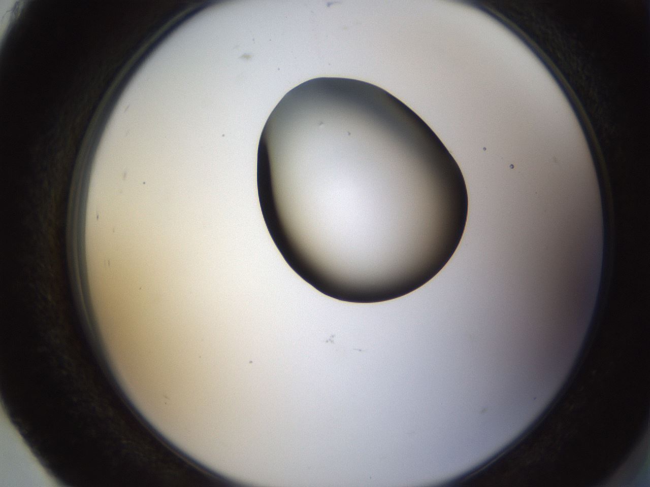 folderID231_plateID1231_batchID3778_wellNum93_profileID1_d2_r71838_ef.jpg